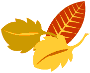 Fall leaves